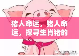 生肖猪的吉祥运势探寻，猪人的命运展望