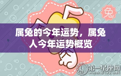 属兔人今年运势概览，全面解析属兔者的运势走向