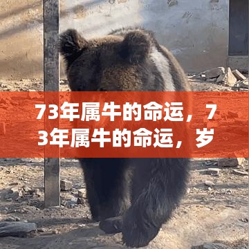 岁月沉淀下的金牛运势解析，揭秘73年属牛人的命运轨迹