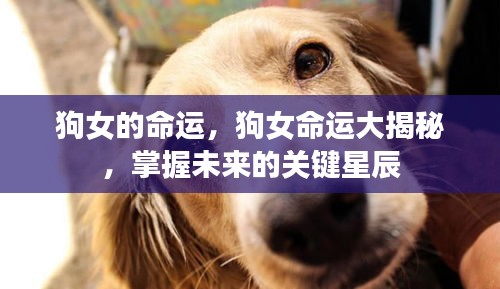狗女的命运揭秘，探寻未来关键星辰的指引之路