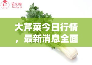 大芹菜今日行情，最新消息全面解析